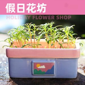 Holiday Flower House Mini Plant